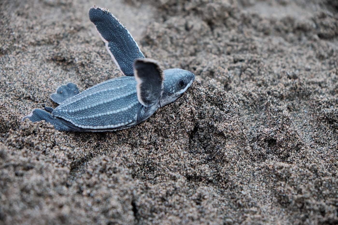 A leatherback turtle hatchling crossing the dark sand at Playa Grande