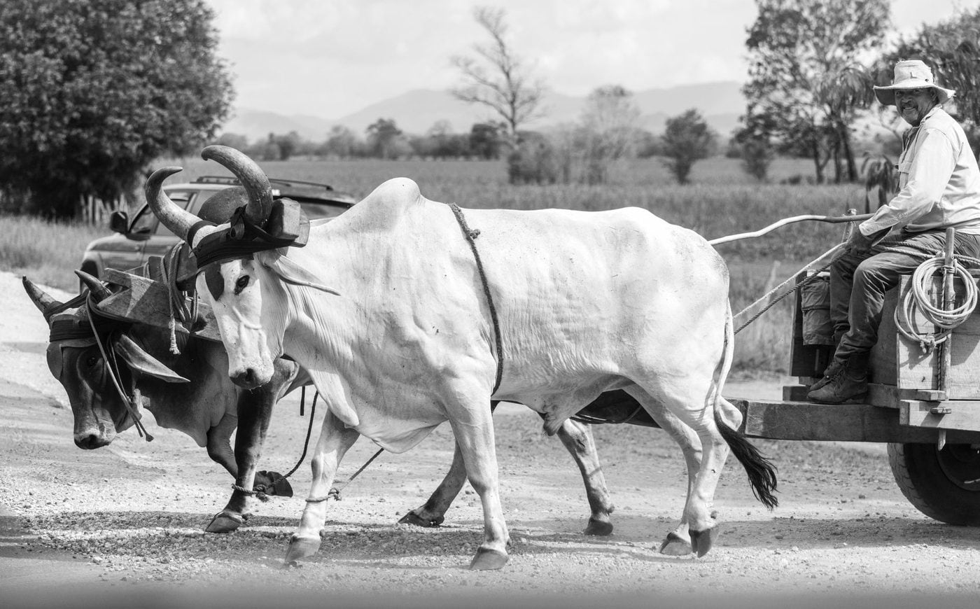 A pair of oxen pulling a traditional cart along an inland Guanacaste road