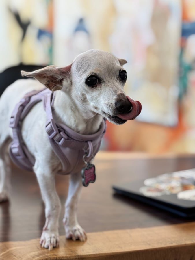 A small white dog in a lilac harness standing on the table mid lick