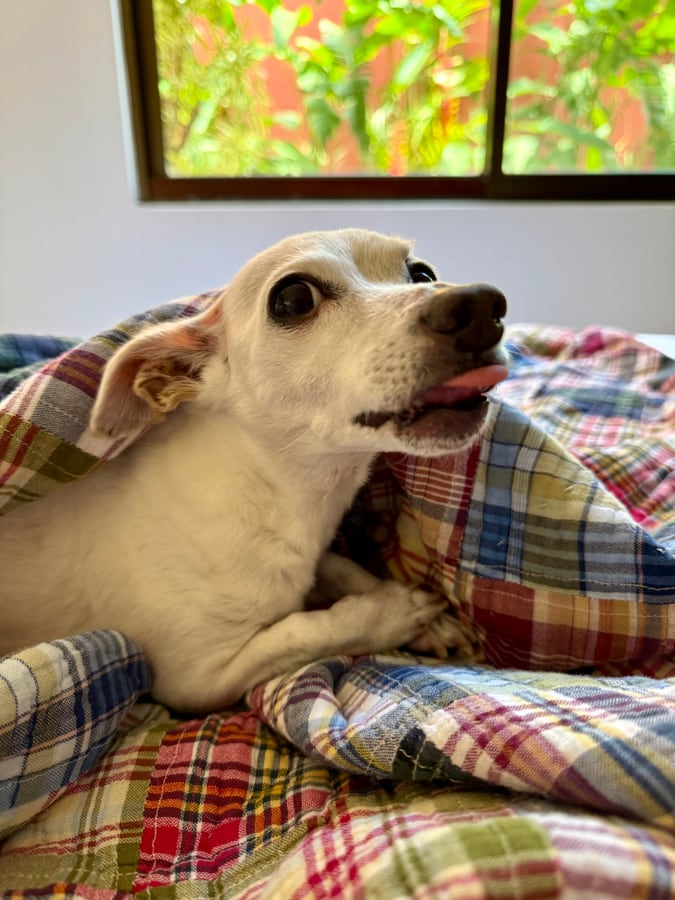 A chihuahua tucked into plaid bedding with the green garden through the window behind