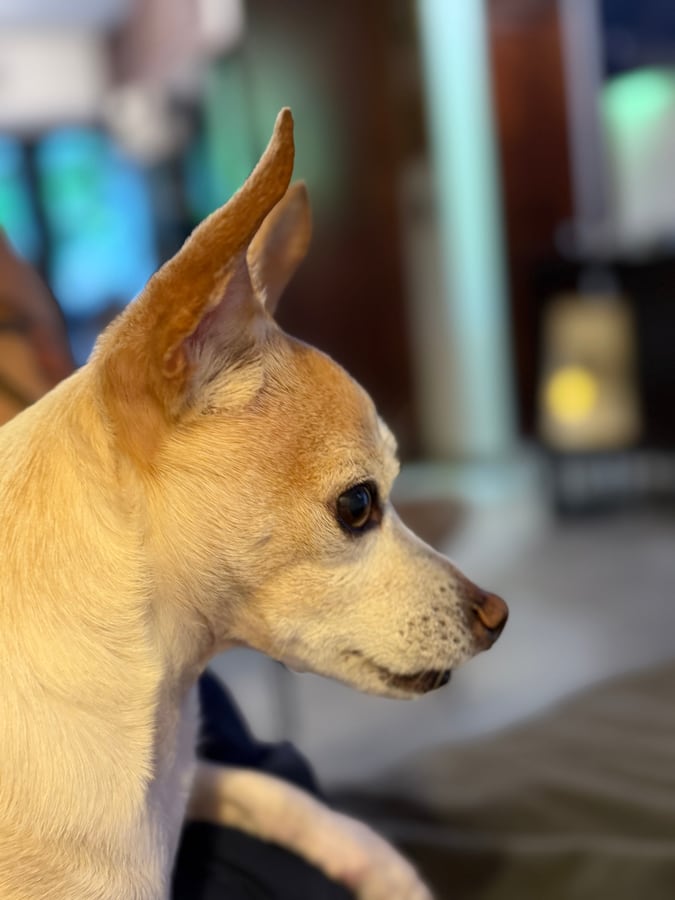 Profile of a tan and white chihuahua with one ear up, looking out at the garden