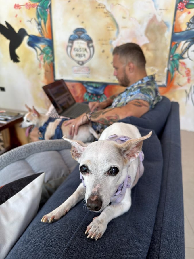 Working on a laptop on the sofa with two small white dogs, one stretched out in the foreground